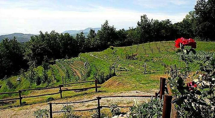 Agriturismo Paneolio Villa Collemandina Esterno foto